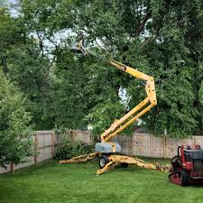 Tree and Shrub Care in Oakland, NE