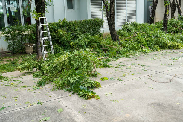 How Our Tree Care Process Works  in Oakland, NE